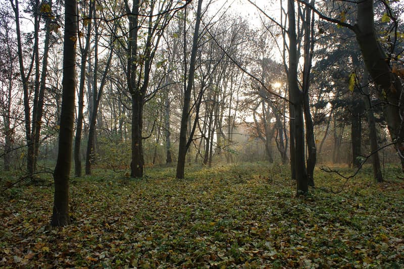 Ulica mieszkaniowa w Szczecinie — to, co widać przy oględzinach