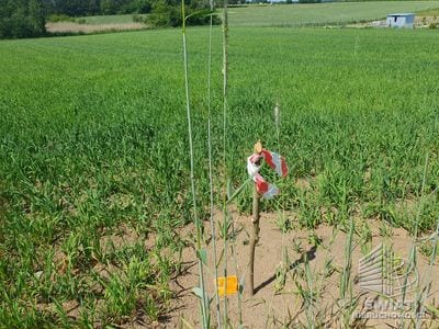 Działka na sprzedaż, Bierzwnik Zieleniewo, 3031 m² — INB20565, zdjęcie 5