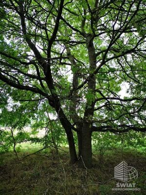 Działka na sprzedaż, Gryfice Świeszewo, 18458 m² — INW32678, zdjęcie 5