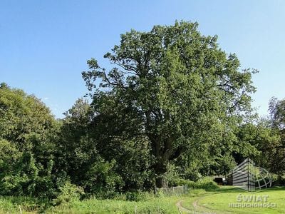 Działka na sprzedaż, Kołbaskowo Kurów, 27988 m² — FKT25196, zdjęcie 1