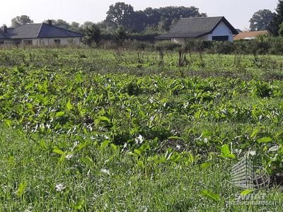 Działka na sprzedaż, Kołbaskowo Kurów, 27988 m² — FKT25196, zdjęcie 4