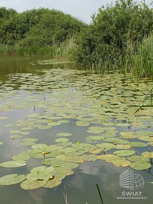 Działka na sprzedaż, Pyrzyce Giżyn, 901 m² — FKT25248, zdjęcie 3