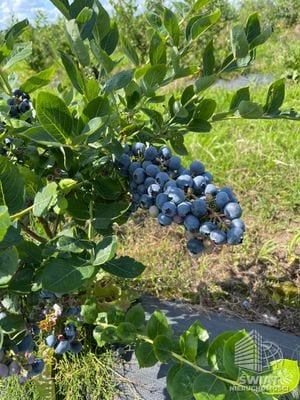 Nieruchomość na sprzedaż, Chociwel — HOR21431, zdjęcie 6